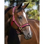 Back On Track Werano Halter / Headcollar